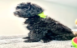 Mini Bernedoodle dogs for sale: Oreo - Image 3