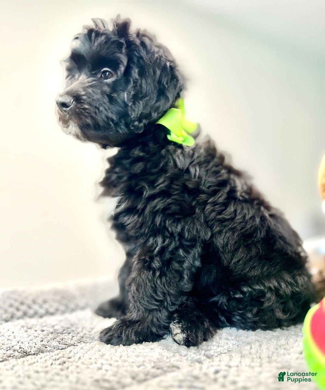 Mini Bernedoodle dogs for sale: Oreo - Image 3