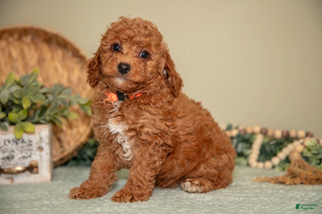 Mini Goldendoodle dogs for sale: Spencer - Image 1