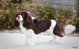 Miniature Bernese Mountain Dog dogs for sale: Archie - Image 6