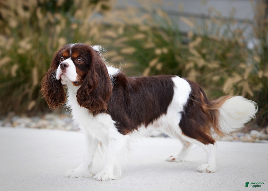 Miniature Bernese Mountain Dog dogs for sale: Archie - Image 6