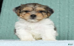 Yorkiepoo dogs for sale: Baxter - Image 1