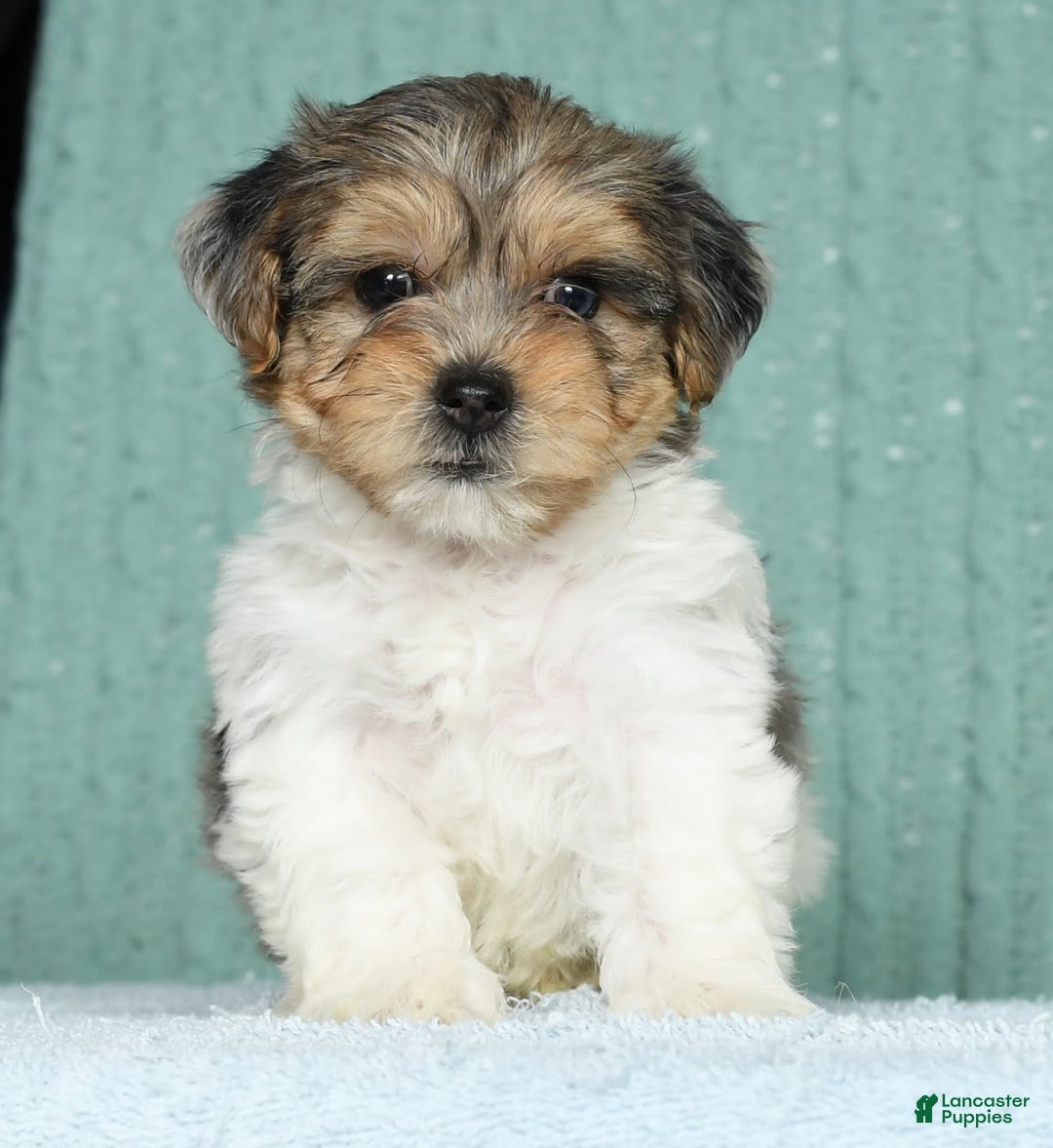 Yorkiepoo dogs for sale: Baxter - Image 1