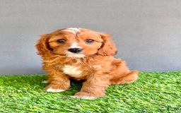 Cavapoo dogs for sale: Charlie - Image 1