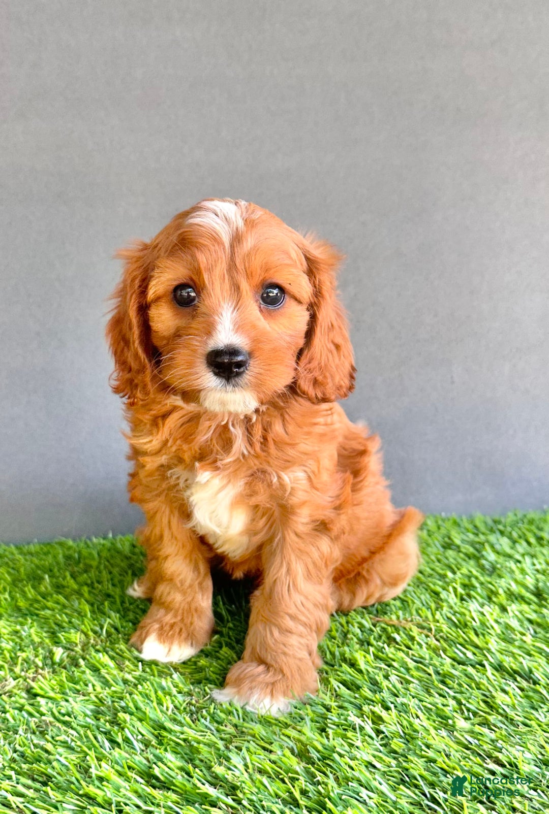 Cavapoo dogs for sale: Charlie - Image 1