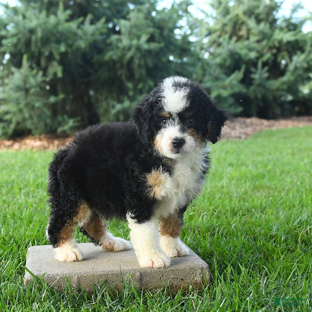 Mini Bernedoodle dogs for sale: Pepper - Image 4