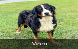Bernese Mountain Dog dogs for sale: Chief - Image 10