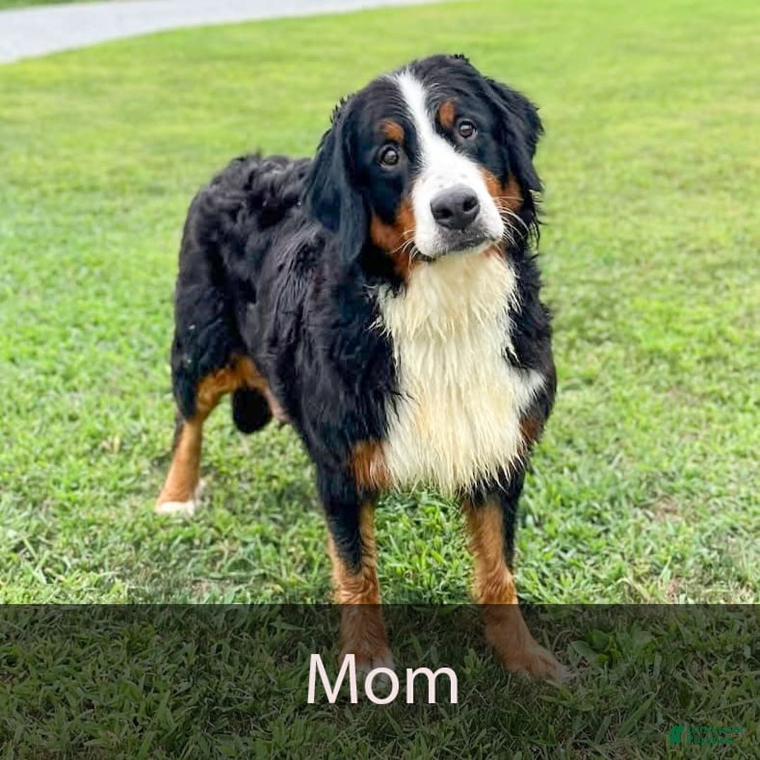 Bernese Mountain Dog dogs for sale: Chief - Image 10