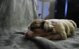 Miniature Australian Shepherd dogs for sale: Diesel - Image 1