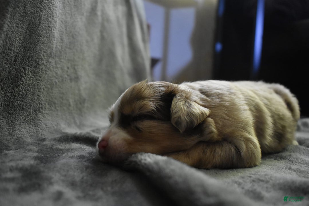 Miniature Australian Shepherd dogs for sale: Diesel - Image 1