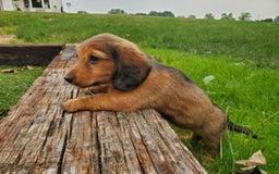Dachshund dogs for sale: Lena - Image 6