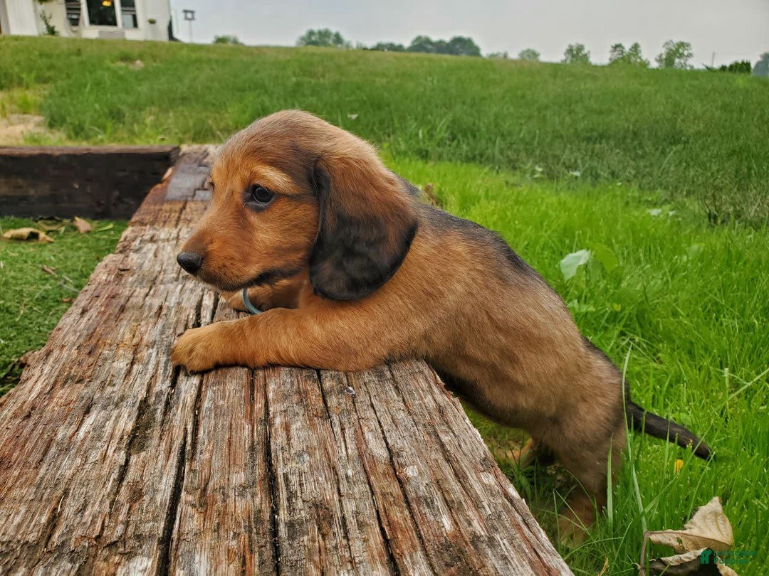 Dachshund dogs for sale: Lena - Image 6