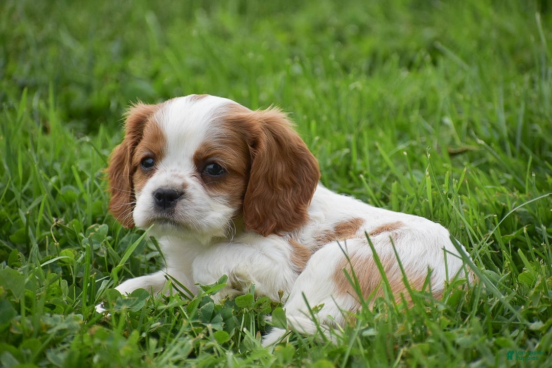 Cockalier dogs for sale: Rachelle - Image 3