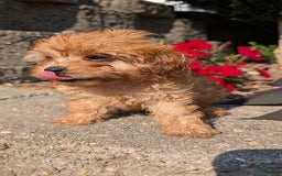 Cavapoo dogs for sale: Kobe - Image 4
