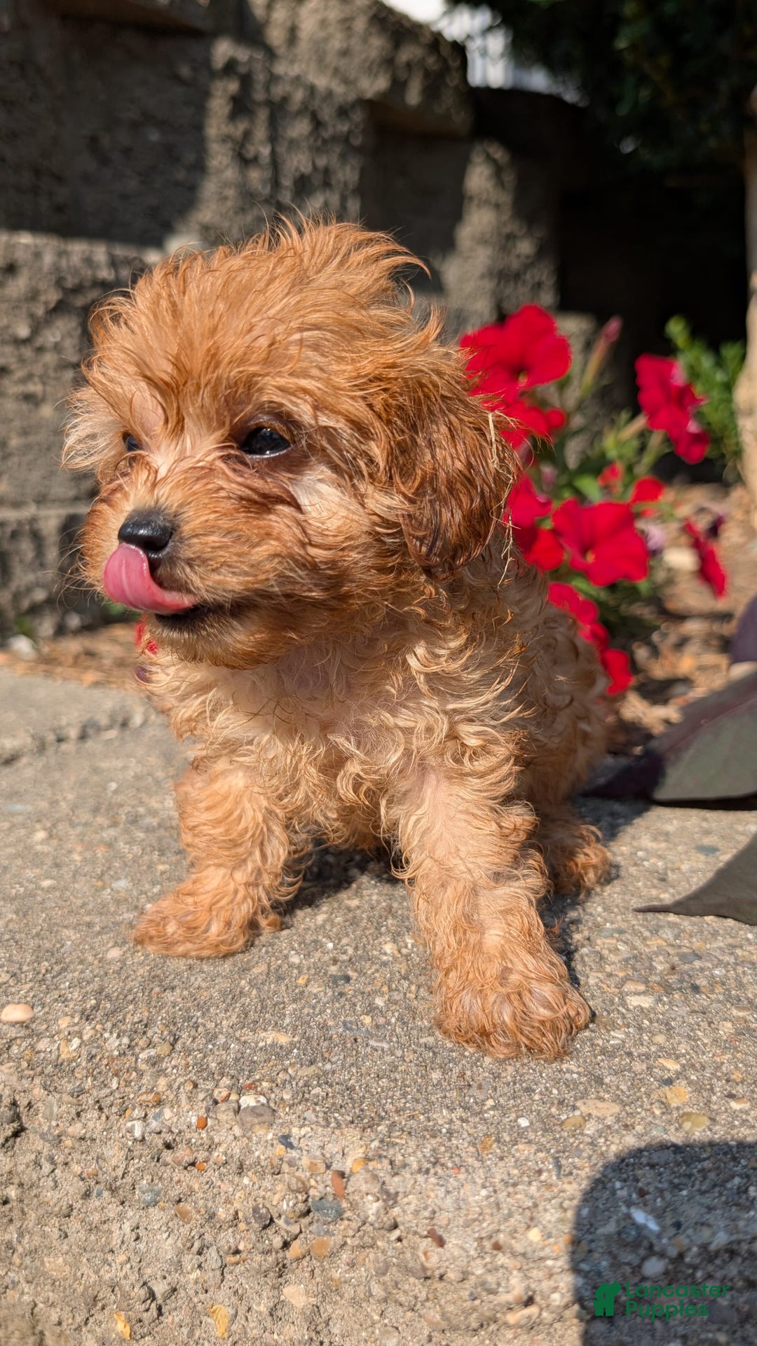 Cavapoo dogs for sale: Kobe - Image 4