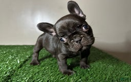 French Bulldog dogs for sale: Max - Image 4