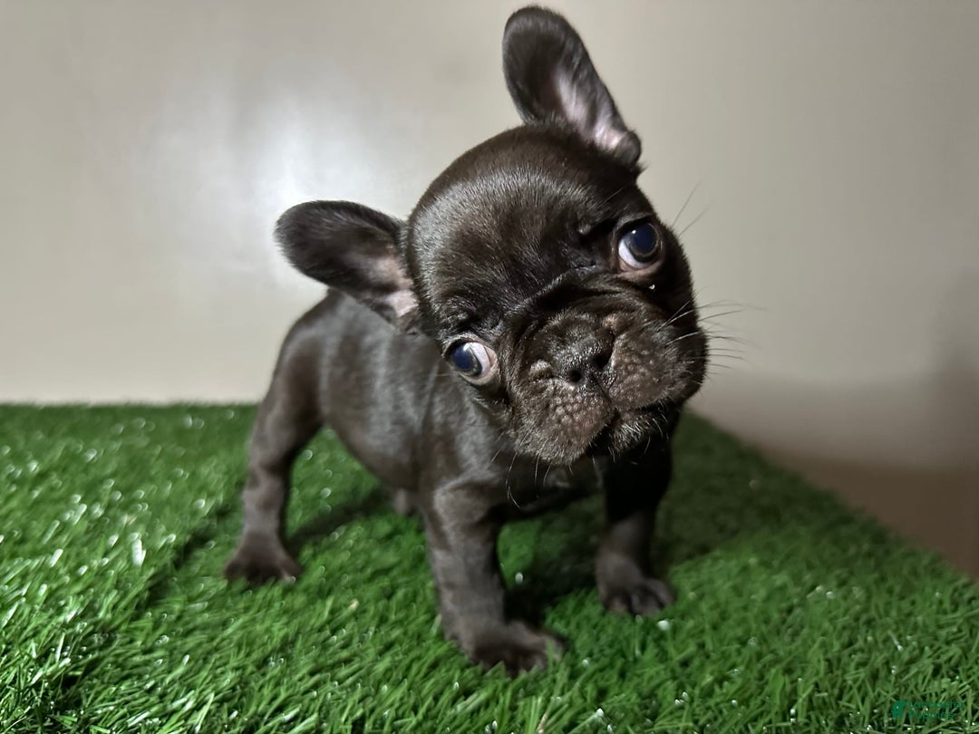 French Bulldog dogs for sale: Max - Image 4