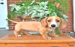 Miniature Dachshund dogs for sale: Teddy - Image 5