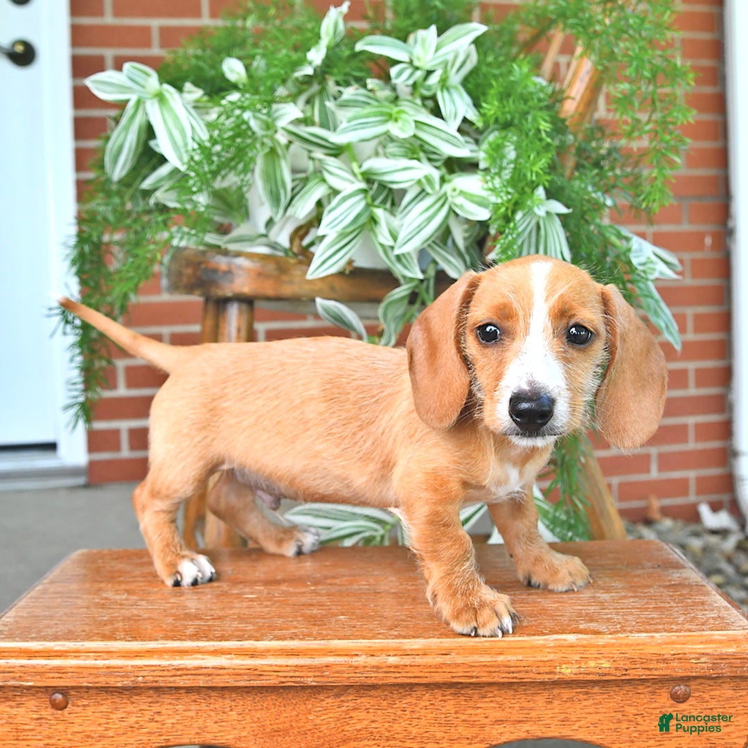 Miniature Dachshund dogs for sale: Teddy - Image 5