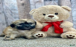 Shih Tzu dogs for sale: Snapps - Image 5