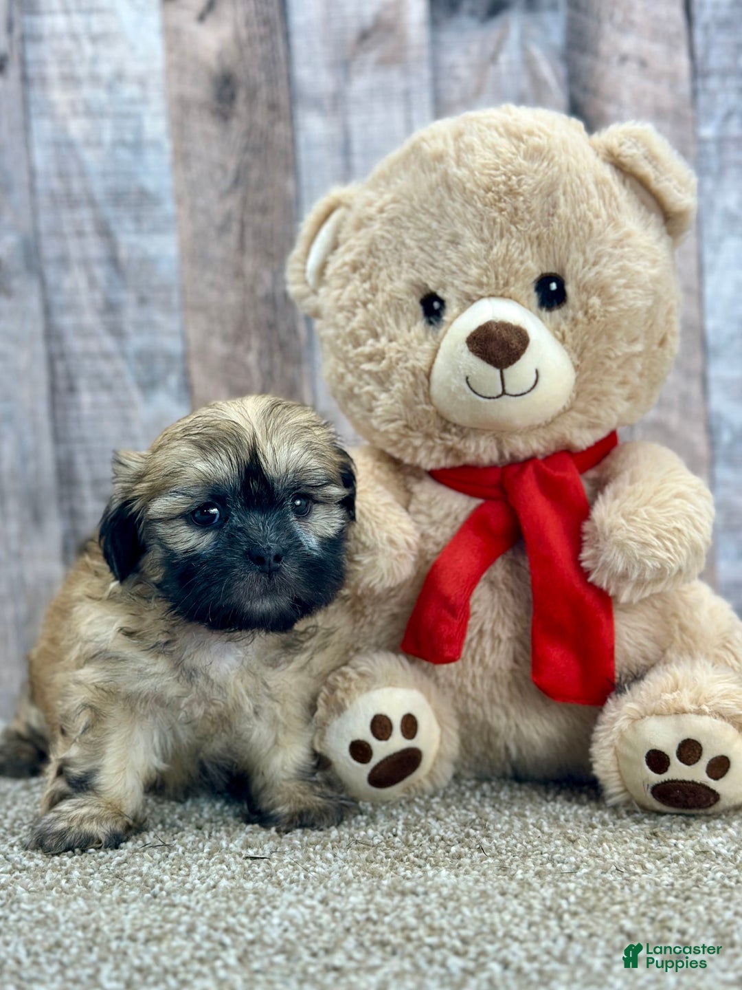 Shih Tzu dogs for sale: Snapps - Image 5