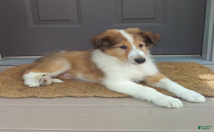 Collie dogs for sale - Ad 4