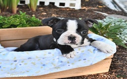 Boston Terrier dogs for sale: Daisy - Image 4