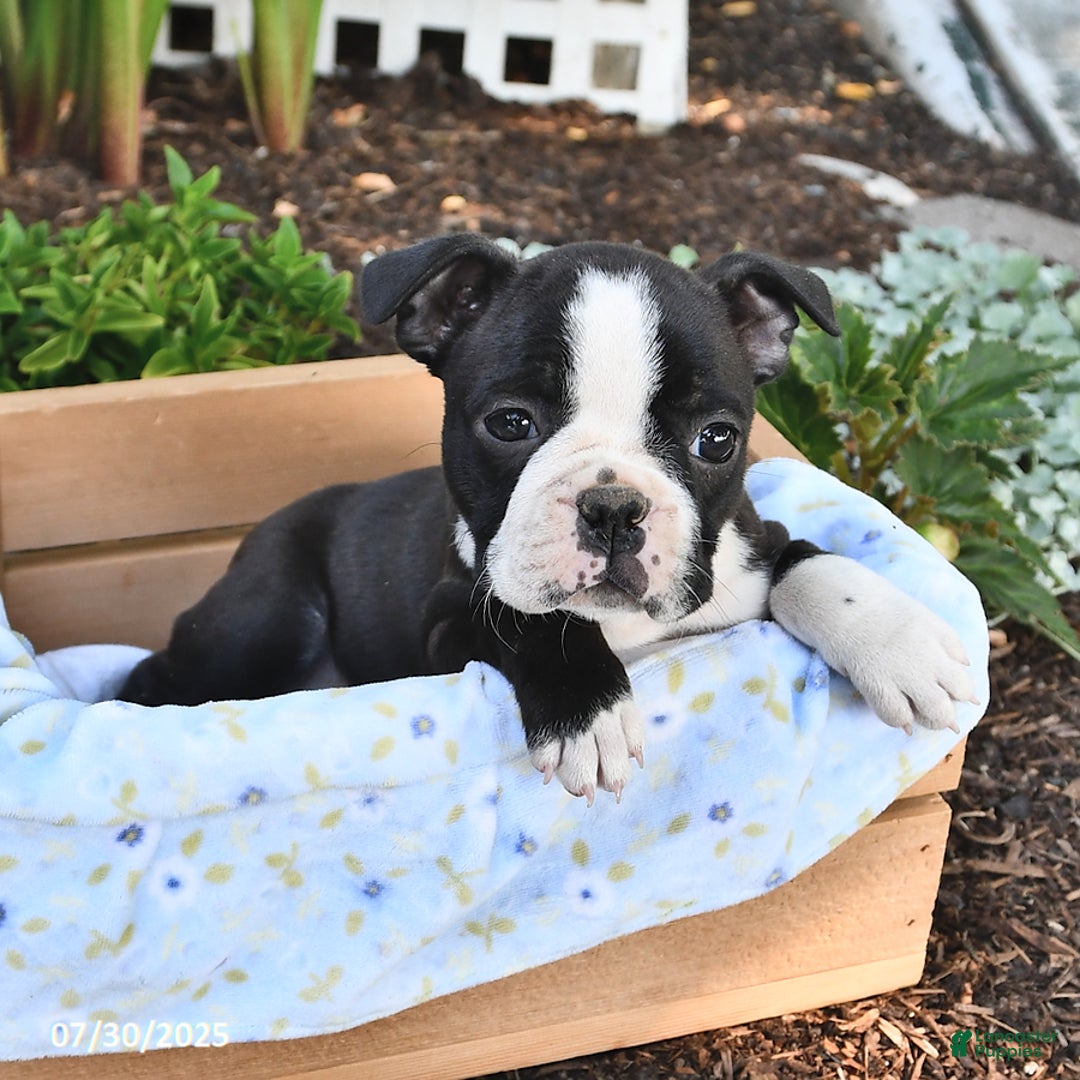 Boston Terrier dogs for sale: Daisy - Image 4
