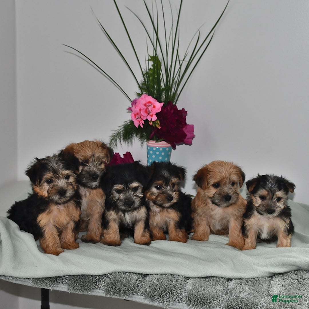 Morkie dogs for sale: Rover - Image 5
