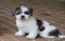 Shihpoo dogs for sale: Leo - Image 21