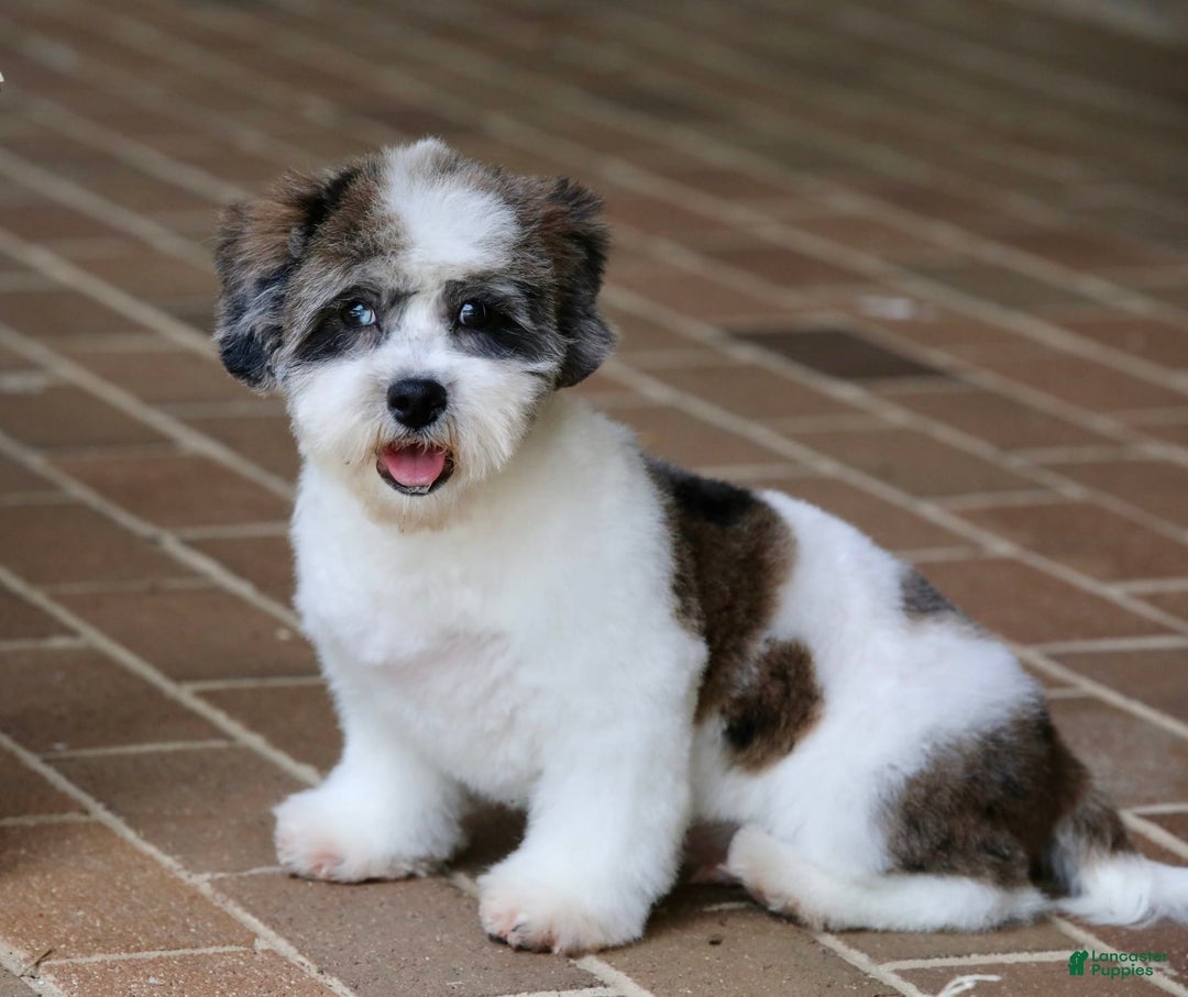 Shihpoo dogs for sale: Leo - Image 21