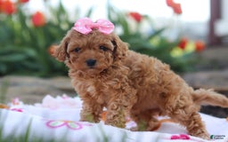 Miniature Poodle dogs for sale: Leah - Image 4