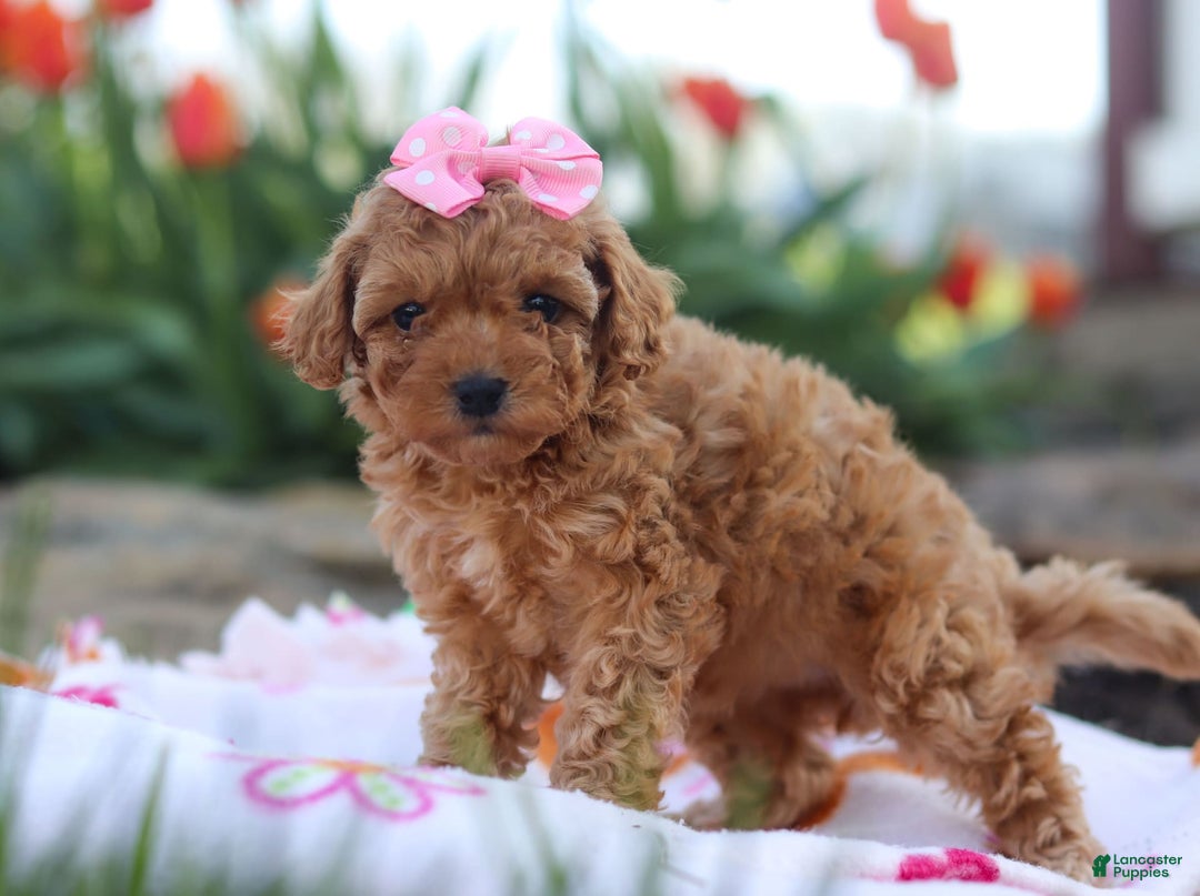 Miniature Poodle dogs for sale: Leah - Image 4