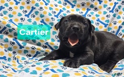 Cane Corso dogs for sale: Christian Dior - Image 2