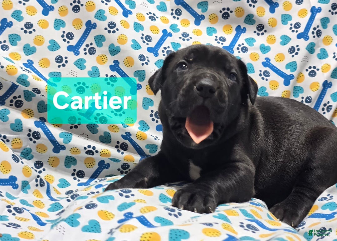 Cane Corso dogs for sale: Christian Dior - Image 2
