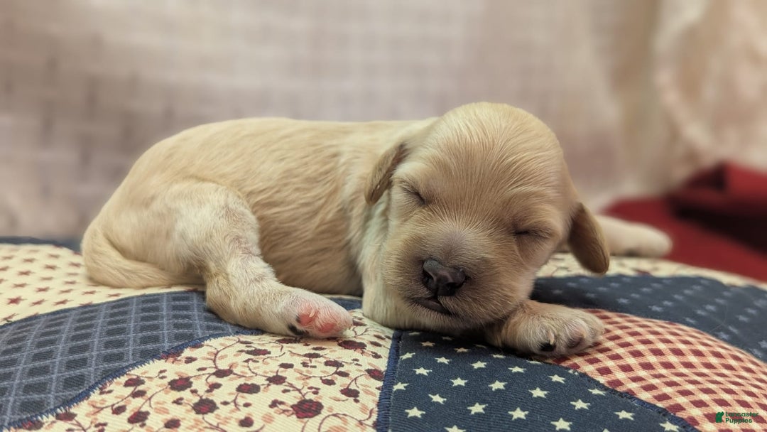 Cockapoo dogs for sale: Magnus - Image 14