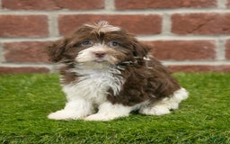 Havanese dogs for sale: Mya - Image 1