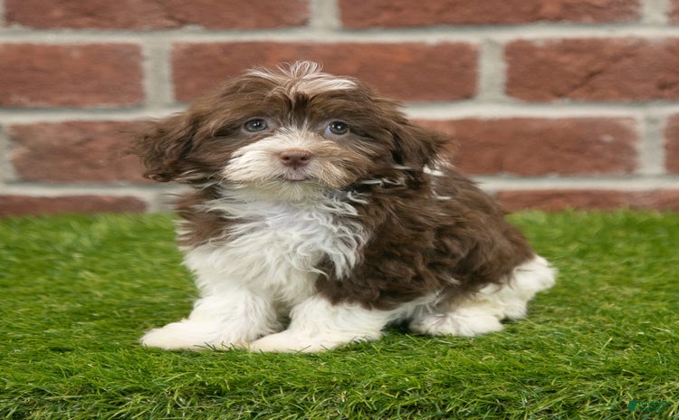 Havanese dogs for sale - Ad 4