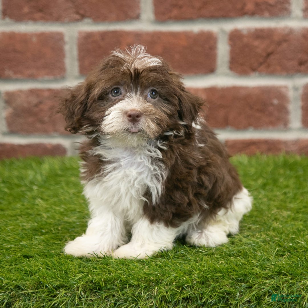 Havanese dogs for sale: Mya - Image 1