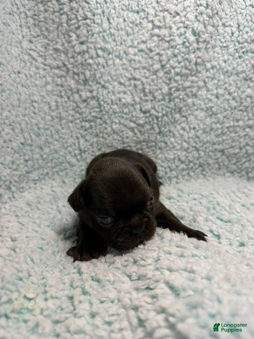 French Bulldog dogs for sale: Max - Image 9