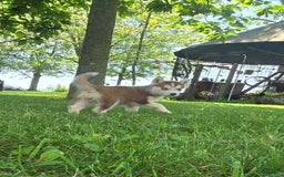 Siberian Husky dogs for sale: Lily - Image 7