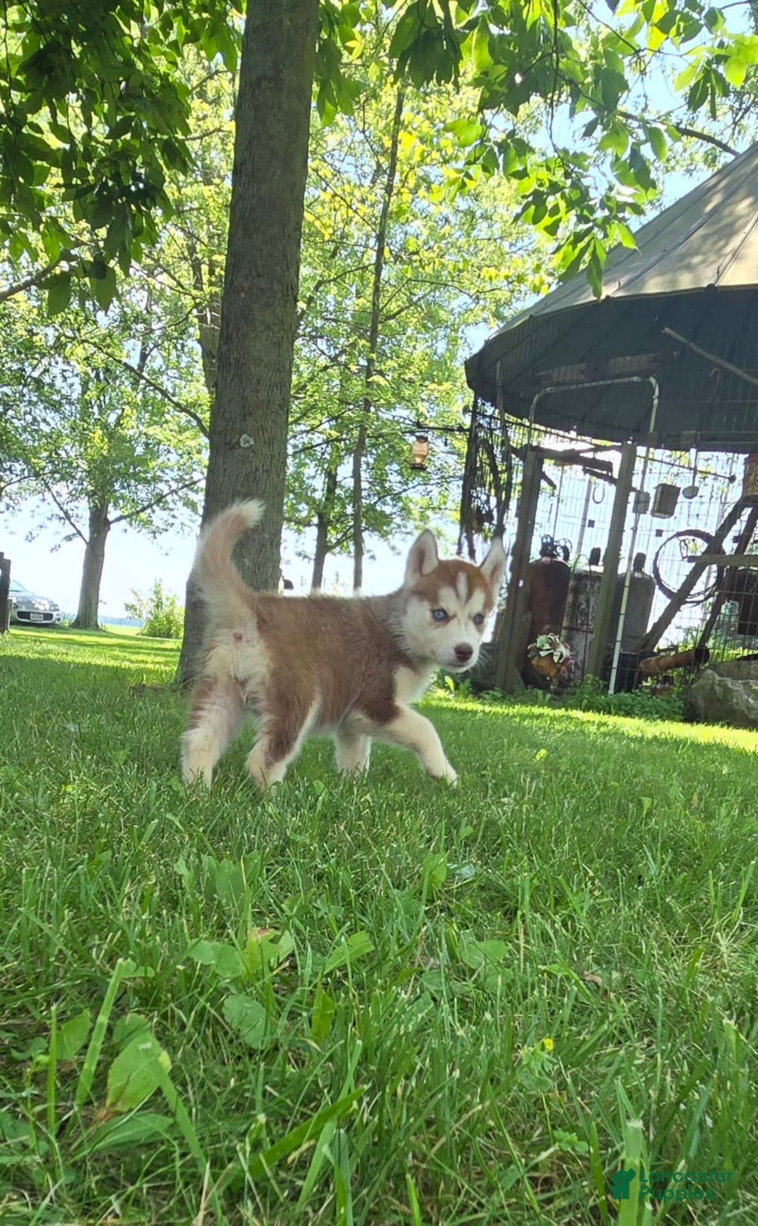 Siberian Husky dogs for sale: Lily - Image 7