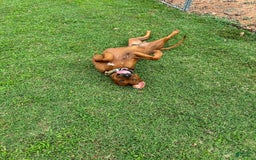Rhodesian Ridgeback dogs for sale: Copper - Image 6