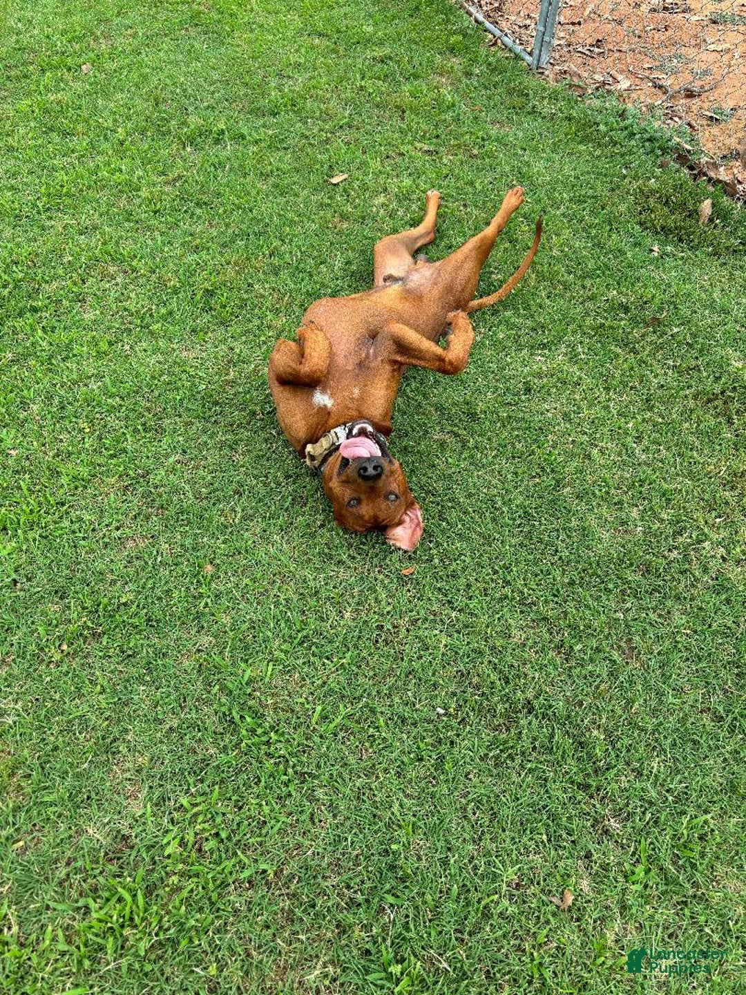 Rhodesian Ridgeback dogs for sale: Copper - Image 6