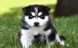 Siberian Husky dogs for sale: Perry - Image 1