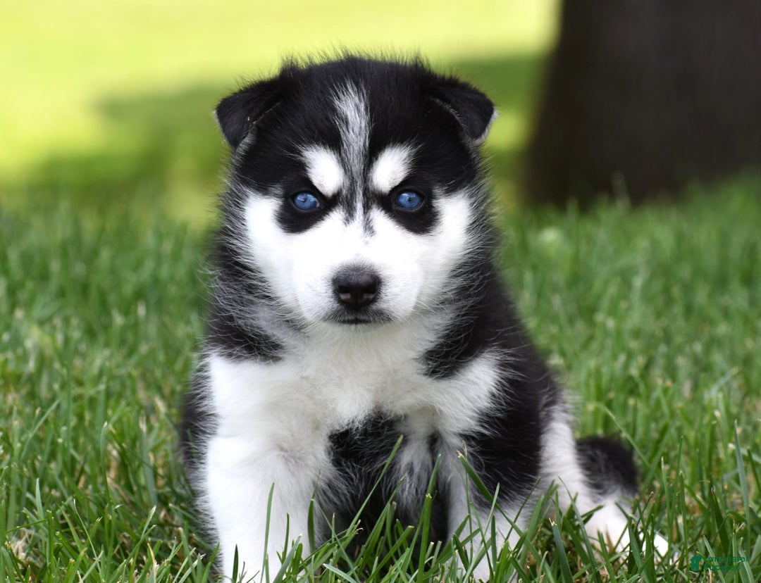 Siberian Husky dogs for sale: Perry - Image 1