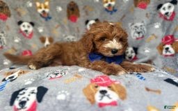 Cavapoo dogs for sale: Plankton - Image 9