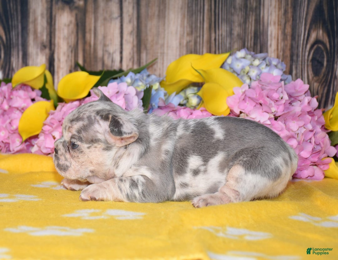 French Bulldog dogs for sale: Honey - Image 4