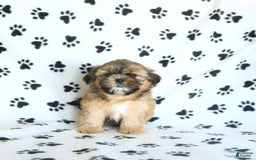Shih Tzu dogs for sale: Freddie - Image 8