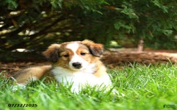 Shetland Sheepdog dogs for sale: Lady - Image 2